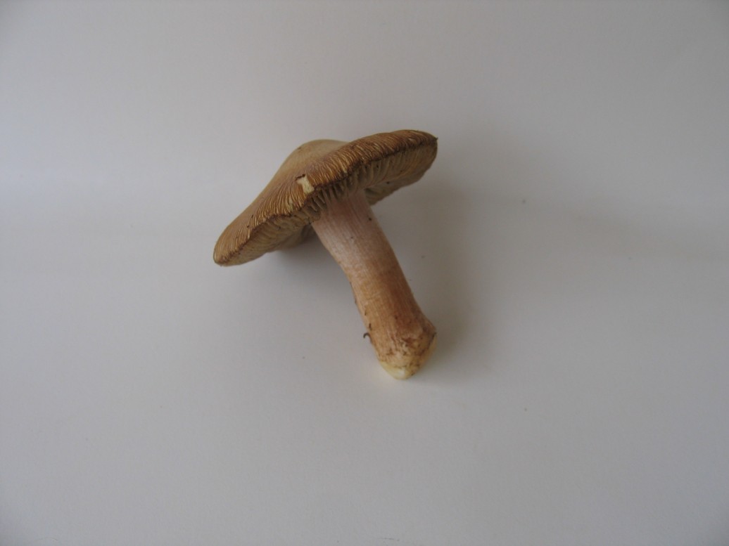 Inocybe.......